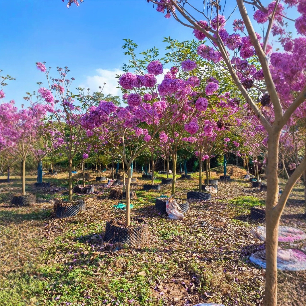 广东绿美紫花风铃木绣球树苗行道树庭院景观公园绿化行道树