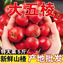 2025大五棱5斤新鲜山楂果山楂鲜果大五棱大果冰糖葫芦雪红果多汁