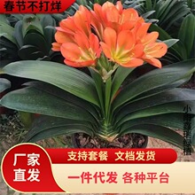 һ���������������Ծ�Ʒ��ֲ����ֲ������Բͷ�����ļ�����������