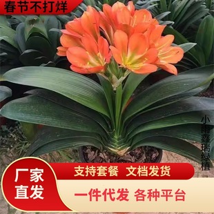 һ�����l�����m���Ծ�Ʒ�Gֲ����ֲ���҃ȈA�^�����ļ�����������