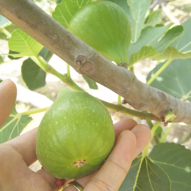 根系发达好活果苗 斯特拉无花果树苗 南北方种植无花果树苗