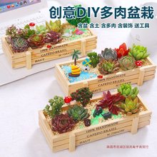 多肉diy材料包多肉植物组合盆栽套餐桌面微景观DIY套餐含盆土肉肉