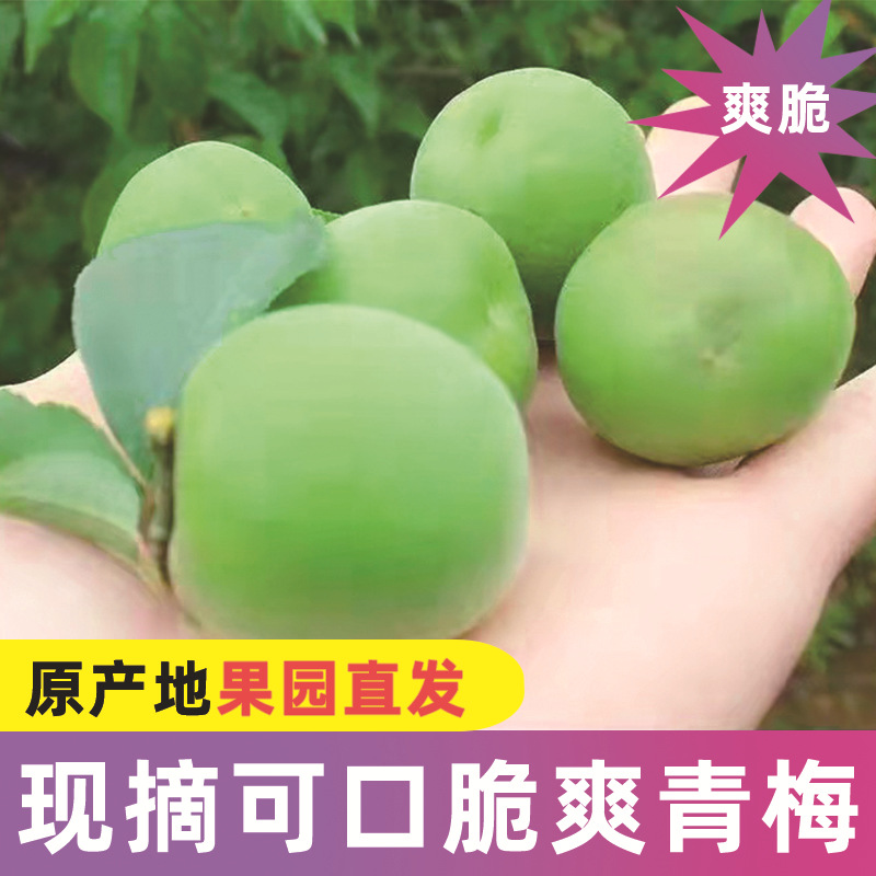 果园现摘酸梅 酸甜脆爽青梅梅子话梅酸梅蜜饯果现货5斤一件代发|ru
