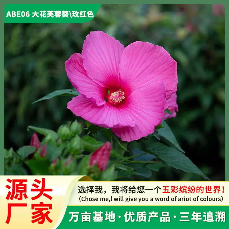 大花秋葵种子芙蓉葵种子多年生高杆混色花卉耐阴四季播种公园花海