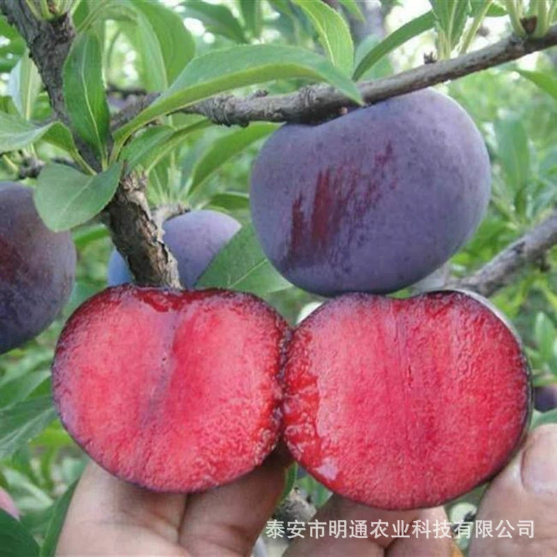 Саженцы сливы сейчас выкапывают и продают на Сливу. Саженцы сливы королевы Франции сладкие и кислые. Саженцы сливы Angeno продаются оптом.