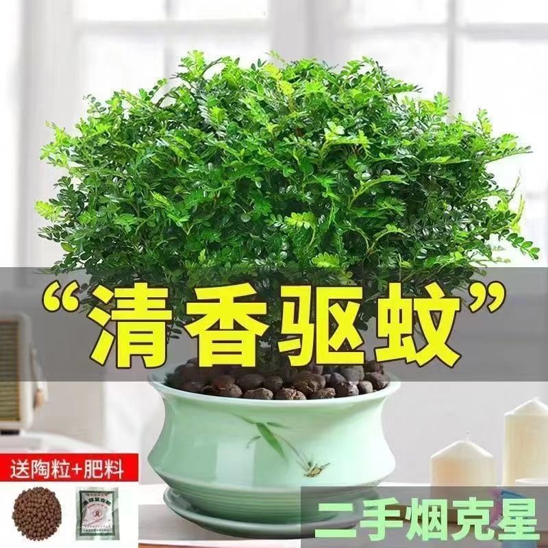 Fragrant wood Potted plant Mosquito repellent Insect indoor Green plant flowers and plants Zanthoxylum piperitum Office Botany wholesale Cross border