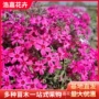 盆栽丛生花海耐寒福禄考