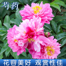 【重瓣芍药花种子】新手养花四季易种易活花籽花卉多年生宿根