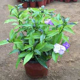 一件代发双色茉莉盆栽花苗鸳鸯茉莉花阳台室内外芳香花卉带花苞水