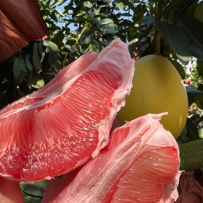 Fujian Red Pomelo fresh fruit Four Now pick Now send wholesale One piece On behalf of