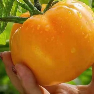 ��ꖹ����B�r�I���|�߲˷N�ӹ���֭��Ƥ���Sɫ���ѷN��