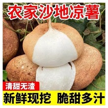 新鲜凉薯3斤广西水果生吃特脆甜地萝卜3斤贵州沙地葛薯白地瓜