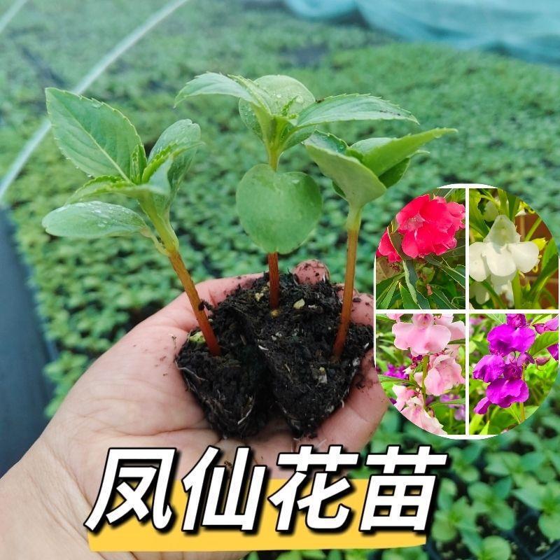Henna-Flowered Double-Flowered Impatiens Seedlings Are Easy to Grow, Potted Seedlings, Fast-Growing Young Plants, Plants for Student Observation, Long Flowering Period