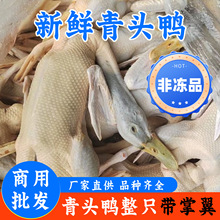 青头鸭新鲜绿头鸭老鸭土鸭番鸭水鸭绿头野鸭整只鸭子商用批发