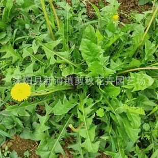 Wild Dandelion Seeds Edible Wild Vegetables Mother-In-Law Root Tea Balcony Potted Vegetable Seeds Vegetable Seeds