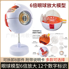 ���w�������ģ��6���Ŵ��۾��Y���������ģ�ͽ̌W�x���t�W����