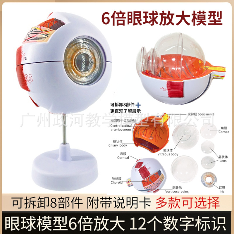 人體眼球仿真模型6倍放大眼睛結構造解剖眼模型教學儀器醫學眼珠