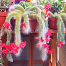 �_����β������ֲ��ߙn���Ի��Lëϵ�к�β���k�������Դ��ͻ���