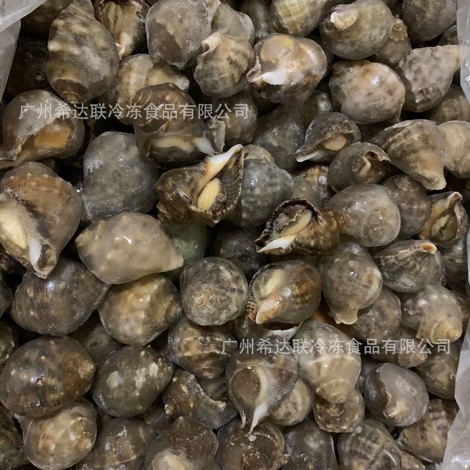 熟冻海螺 16斤/箱 广州批发冷冻海螺 烧烤白灼海螺