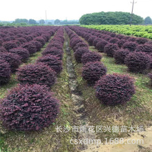 批发红花檵木球 红继木小苗 造型红桎木 四季常青彩色树苗规格齐