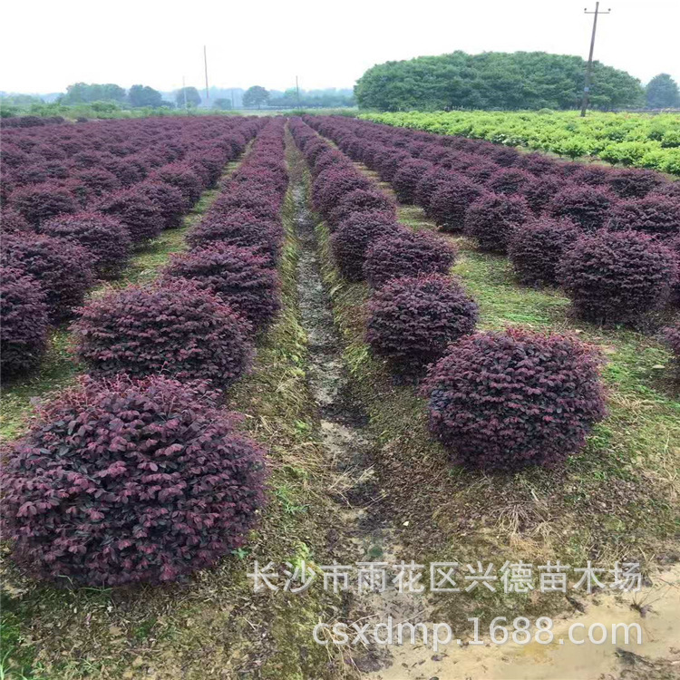 批发红花檵木球 红继木小苗 造型红桎木 四季常青彩色树苗规格齐