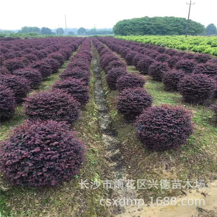 Оптовые красные шары камелии, саженцы красной камелии, формованные красные камелии, вечнозеленые красочные саженцы с полными характеристиками