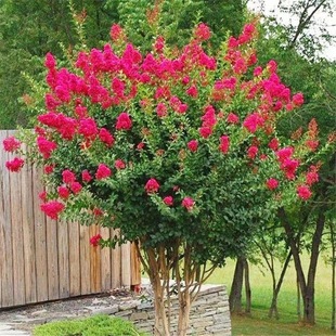 ������ޱ����t���Z�q��ޱ�������~���tͥԺ�G���L����t�������