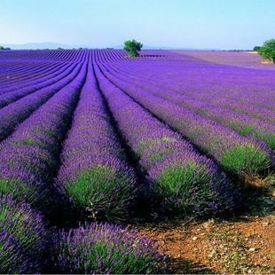 Balcony Potted Lavender Flower Seeds Lavender Seeds Courtyard Engineering Greening Flower Seeds Plant Grass Seeds