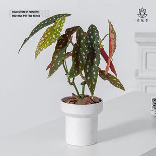 ��ʰ�����@ˇ�����W�p���L�k���҃Ȕ[���Gֲ���ԃ����՚����ȩ