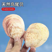 纯天然鸟尾蛤贝壳 鸟尾贝 寄居蟹食盆饲养箱水盆装饰物造景摆件
