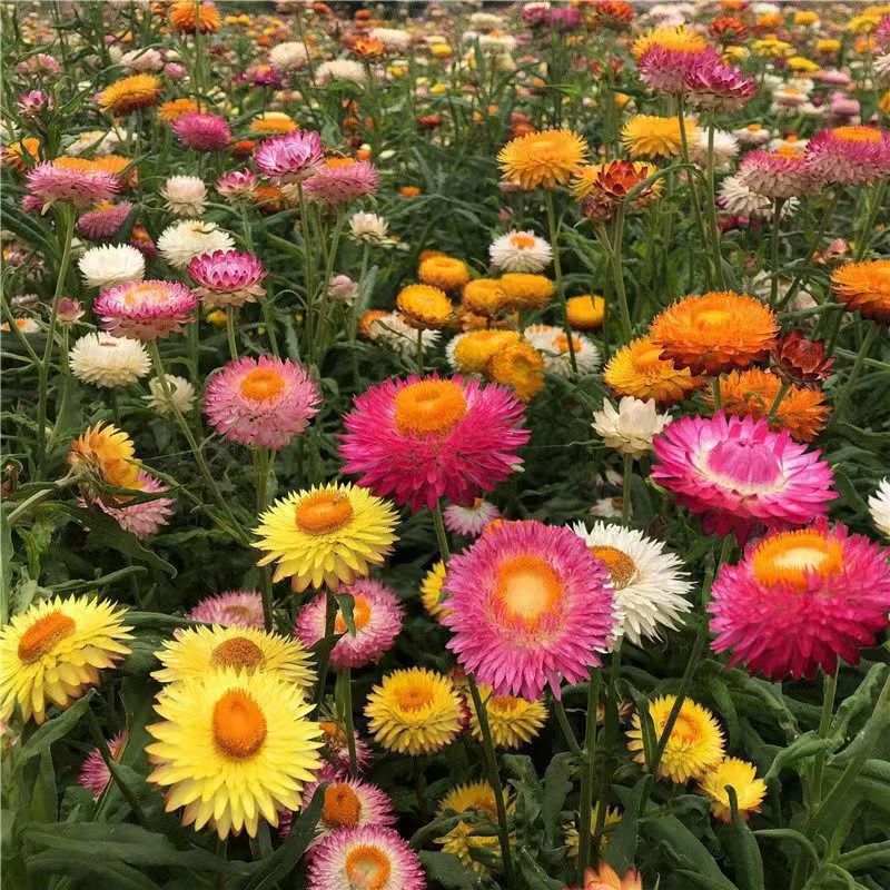 Venta al por mayor de semillas de flores y plantas eustoma malvarrosa peonía cobre dinero hierba margarita rosa sol peonía flor combinación de flores