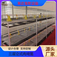 自动化养鸡笼蛋鸡笼阶梯式层叠式鸡笼子肉鸡笼雏鸡笼公鸡笼镀锌