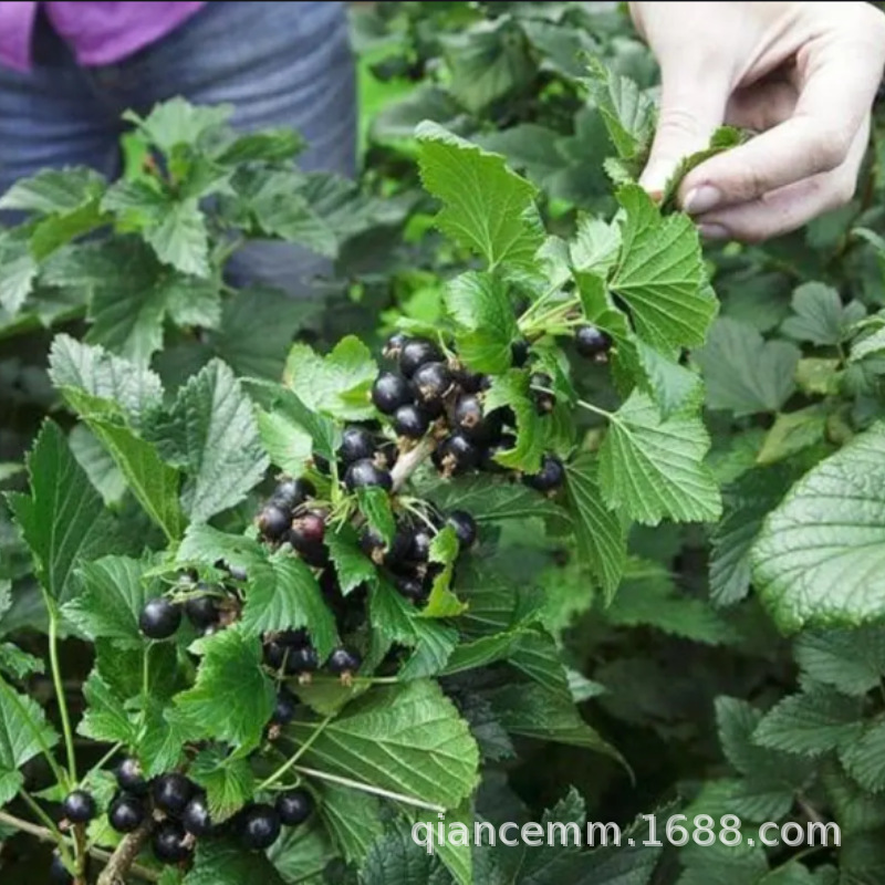 Blackcurrant Fruit Saplings, Blackcurrant Trees, Grapes, Purple Plum Seedlings, Potted Redcurrants, Redcurrants, North and South Resistant to Extreme Cold