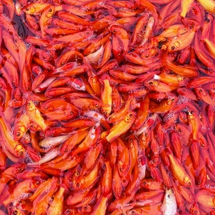 ����Q�ݽ��~���wС�t��С���~�^�p�~��ˮ�~�\���~�t�����w����~