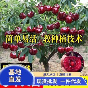 ܇���Ә�����Ҙ��m�Ϸ������Nֲ����ͥԺ���䰫�����Ҙ�������