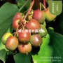 地栽庭院盆栽软籽果苗
