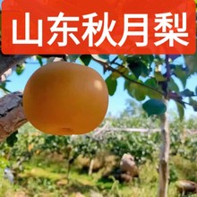 山东秋月梨新鲜梨子5斤当季现摘莱阳冰糖梨雪梨蜜梨水果包邮