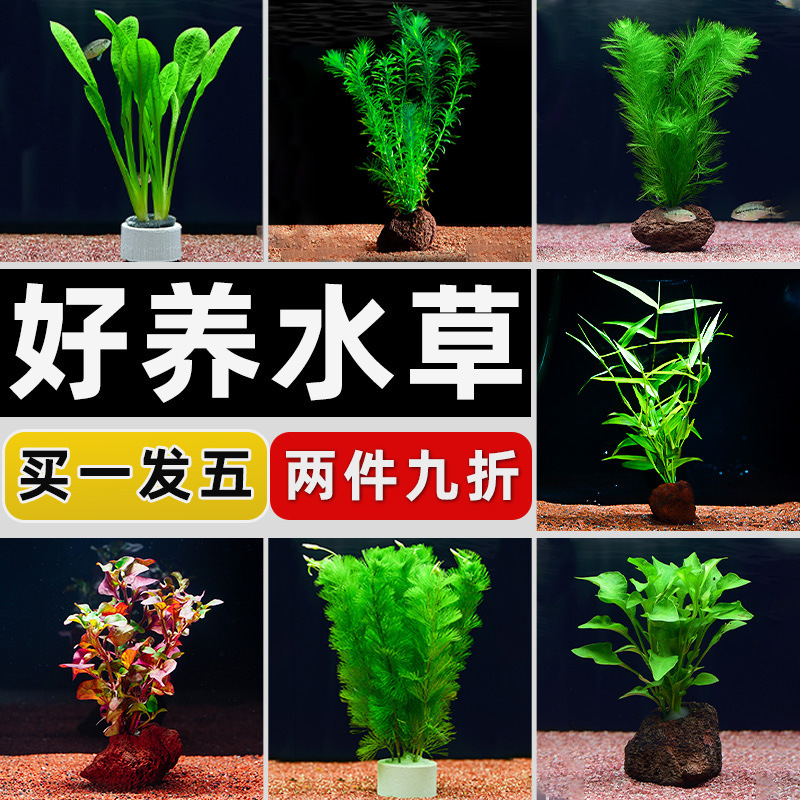 Fish Tank Aquatic Plants Real Grass Landscaping Package Full Set of Negative Aquatic Plants Green Plant Decoration Centipede Grass Water Fig Aquatic Plants