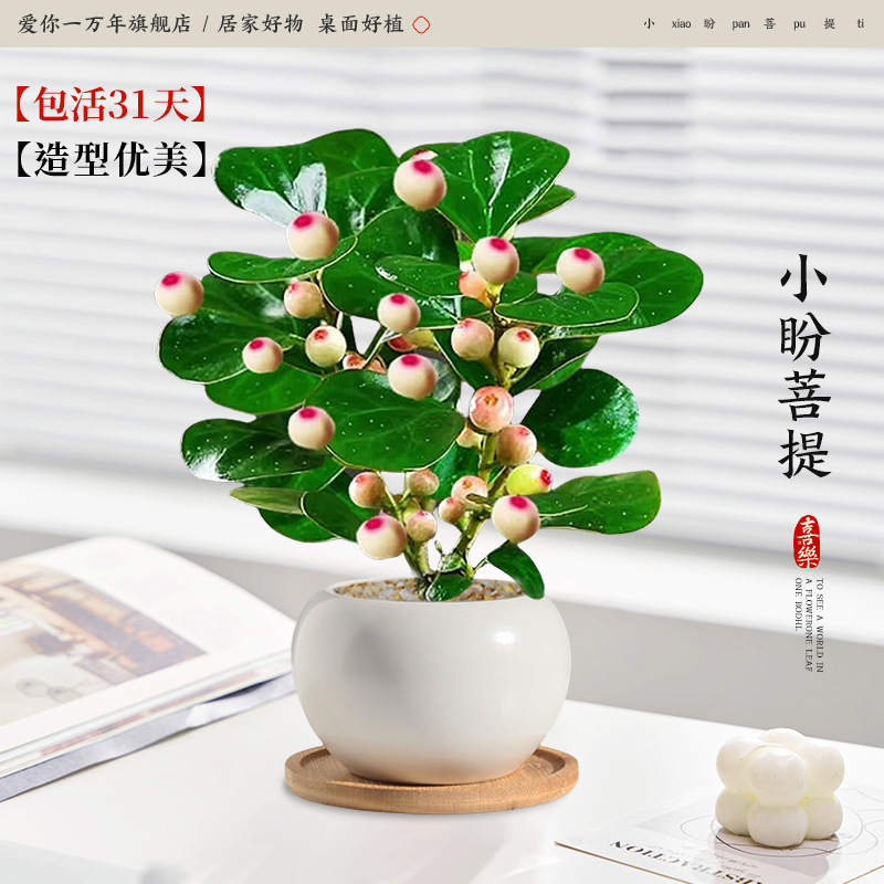 샤오판보디 + 백옥 세라믹 대야 + 대나무 쟁반 (포장석 + 영양액 포함)