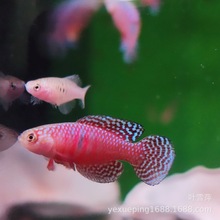 曼龙鱼活体蓝曼龙黄金曼龙淡水鱼好养耐活热带观赏鱼水族渔场批发