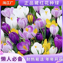 四季种植开花正宗藏红花种球番红花庭院阳台盆栽地载耐寒耐热花卉