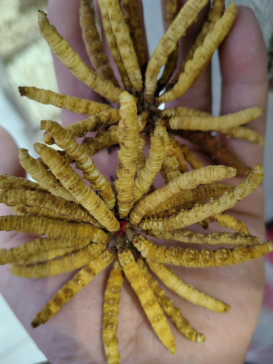 Dong Chong Xia Cao (Cordyceps sinensis) — Freeze-Dried Tibetan Cordyceps, 1g Portion specifications