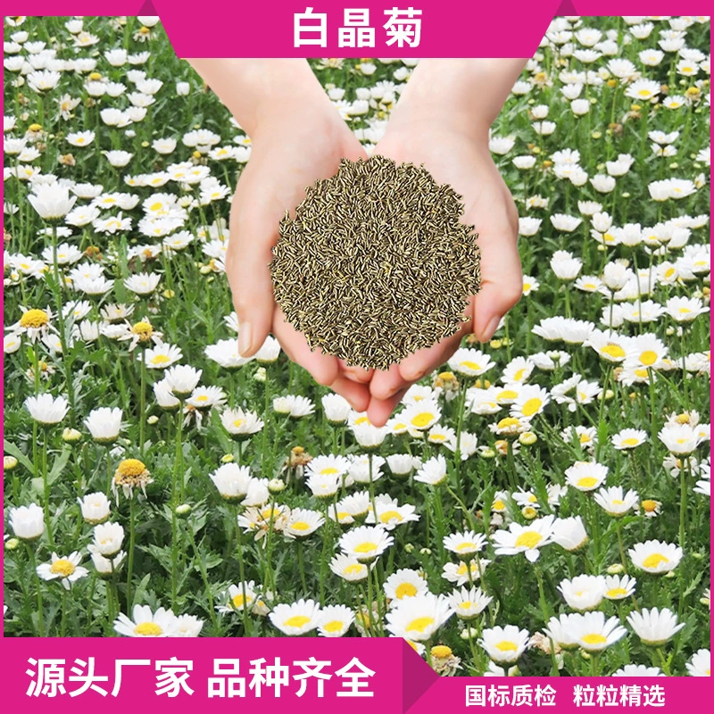 Садовые растения, растения в горшках, многолетние цветущие семена, цветы для покрытия грунта, легко выращиваемые клумбы, семена белых хрустальных хризантем