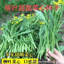 多芽柳叶甜脆菜心种子柳叶菜心菜心种子 阳台蔬菜青菜种子可四季
