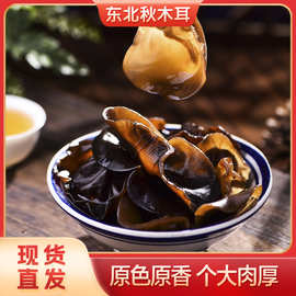 东北黑木耳干货小碗耳长白山椴木秋木耳肉厚无根脆头茬新货特产级