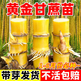 �S�������N��ѿ����SƤ����N���̨����ˮ���ϱ����ļ��ɷNֲ