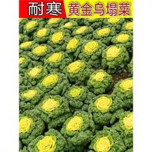 黄心乌塌菜菜籽菜种孑种孑乌塔菜种子青菜白菜蔬菜四季菜种籽大全