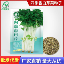 四季香白芹菜种子 小芹菜籽种 阳台盆栽芹菜种籽合丰种业厂家批发