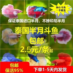 ̩�����~���~���~���l�^�p�~���´����܊�{���R�ǹ����¶��~�[��