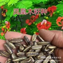 PľN{麷NӼt麷N{Fϻ녃|·NľN